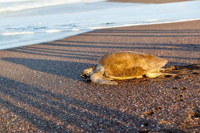 Meeresschildkröte am sandigen Strand in warmem Seitenlicht, lange Schatten entlang des Ufers.