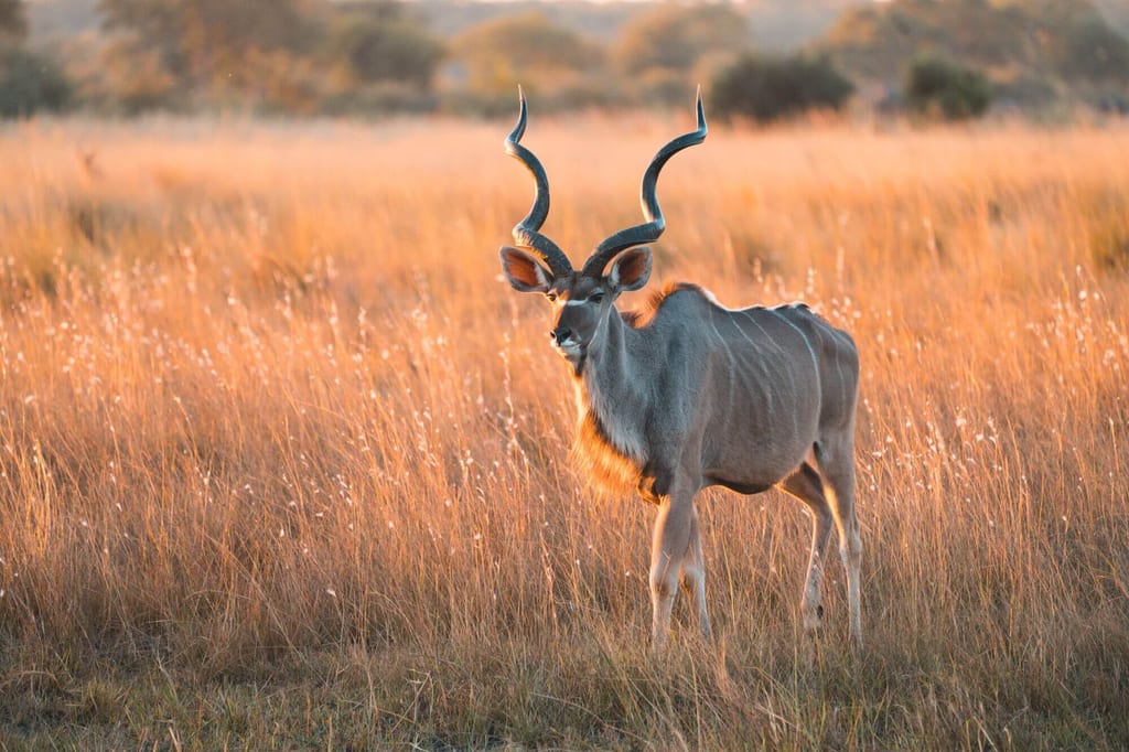 Großkudus im goldenen Licht der Abendsonne in offener Graslandschaft