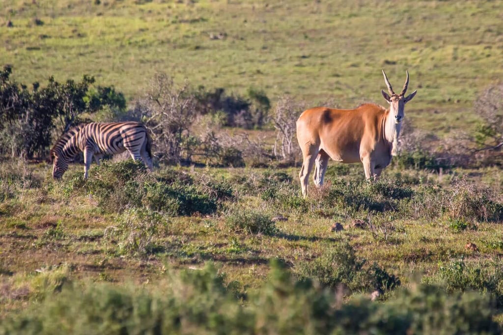Zebra und Antilope auf grasbewachsenem Hügel, eine grast, die andere blickt zur Kamera im warmen Nachmittagslicht.