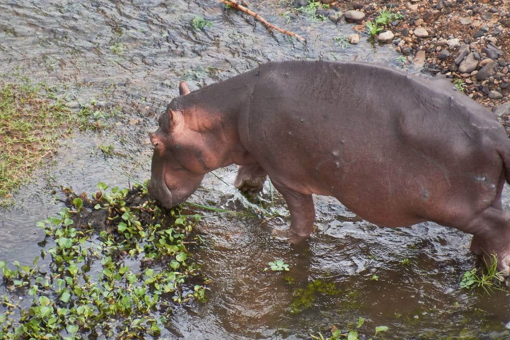 Flusspferd im seichten Wasser am Ufer frisst Wasserpflanzen, Aufnahme von schräg oben.