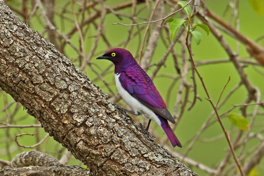 Ein Amethystglanzstare sitzt seitlich auf einem Baumstamm, violettes Gefieder und gelbes Auge sichtbar.