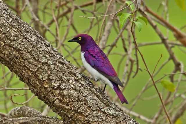 Ein Amethystglanzstare sitzt seitlich auf einem Baumstamm, violettes Gefieder und gelbes Auge sichtbar.