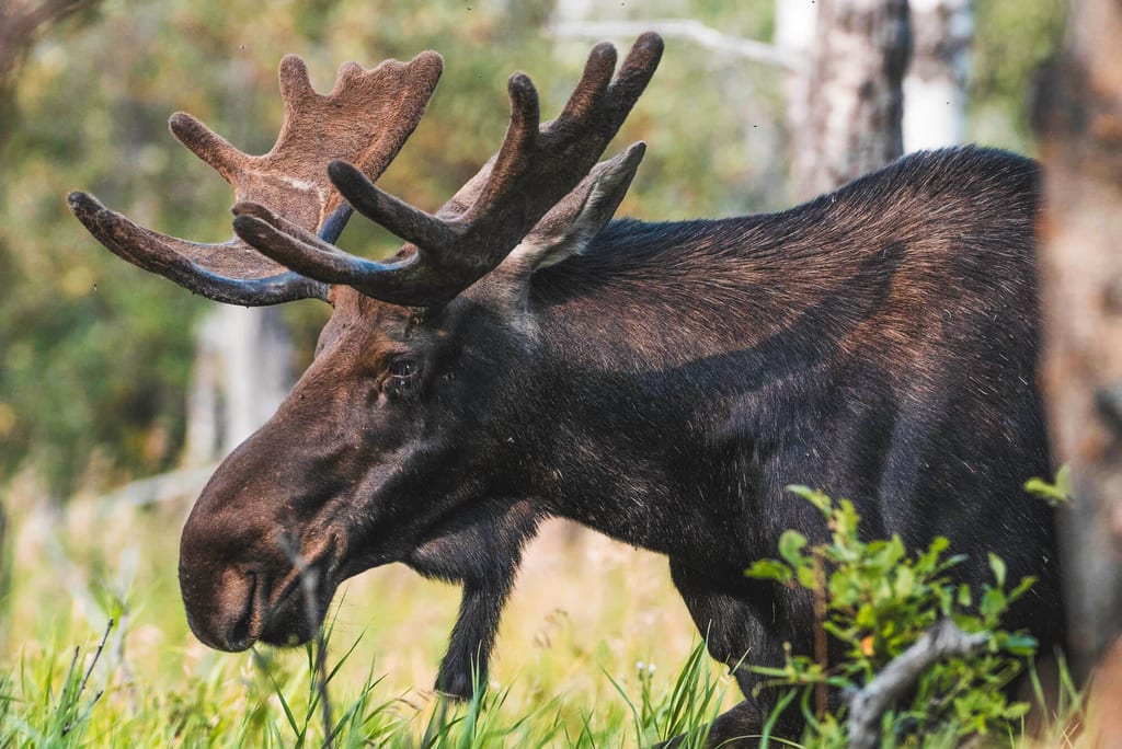 Nahaufnahme eines hirschartigen Huftiers mit Geweih beim Grasfressen am Waldrand