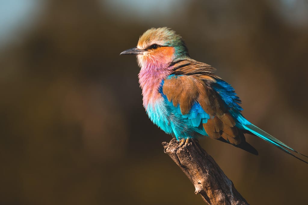 Botswana Game Drive Tipps