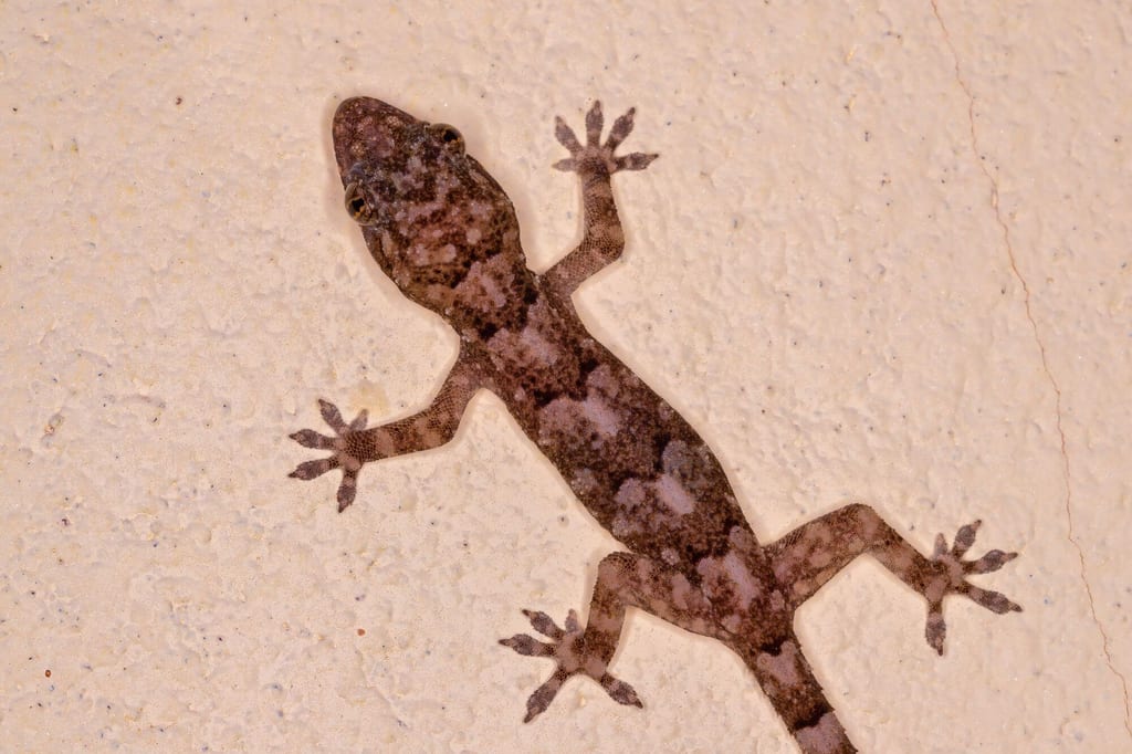 Nahaufnahme eines Hausgeckos mit gespreizten Zehen an heller Wand unter warmem Licht.