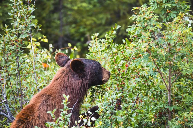 Ein Schwarzbär im Jasper Nationalpark