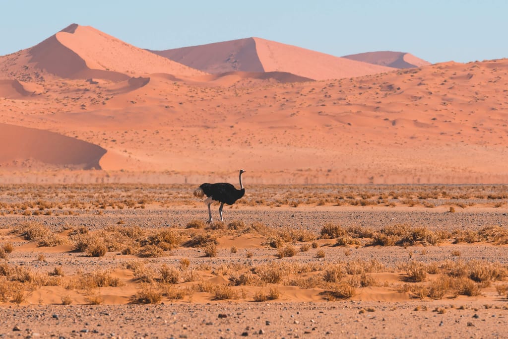 Strauße in der Namib Wüste