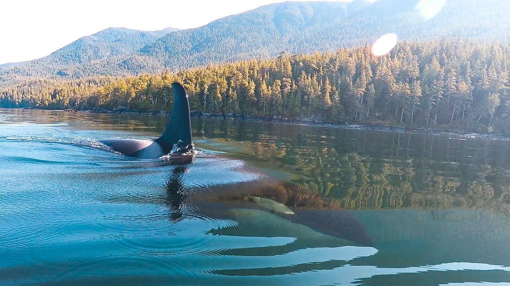 Orca tief in die Augen schauen