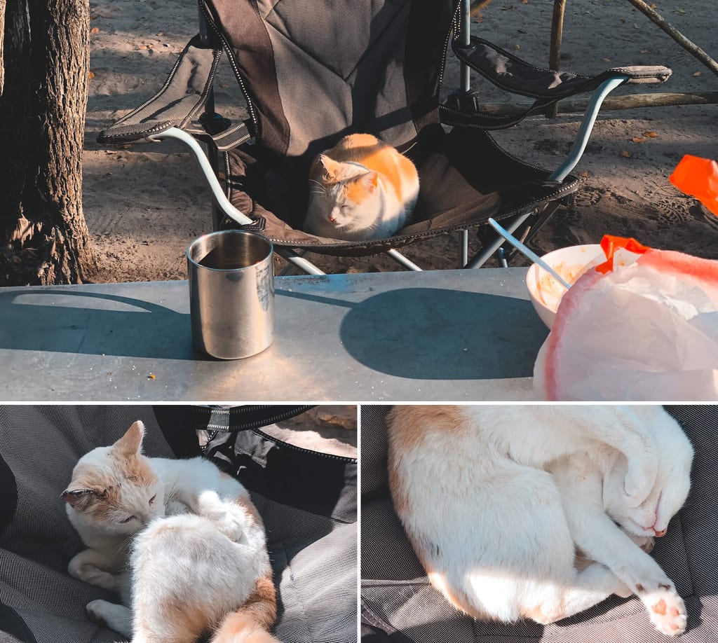 Katze auf Campsite in Maun