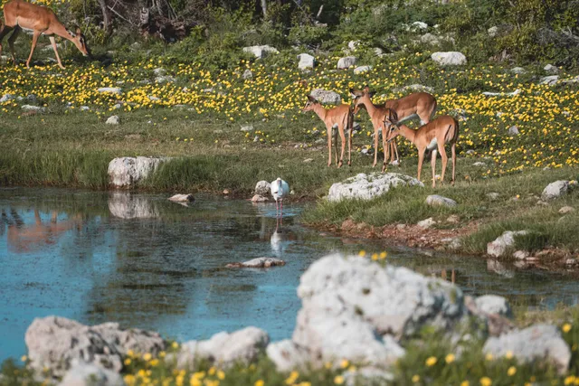 Antilopen am Teichufer mit einem Watvogel, gelbe Wiese und Felsen im warmen Tageslicht.
