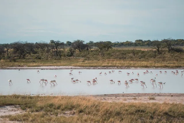 Mehrere rosafarbene Watvögel waten in flachem Wasser vor buschiger Savanne