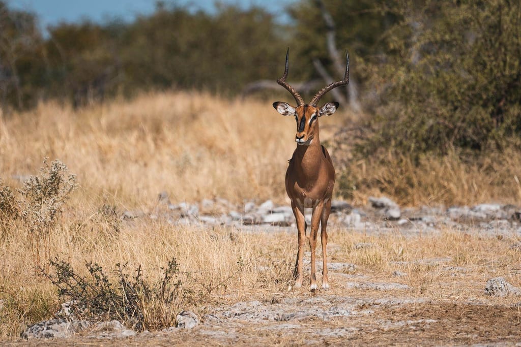 Schwarznasenimpala steht frontal im trockenen Grasland, Buschland im Hintergrund