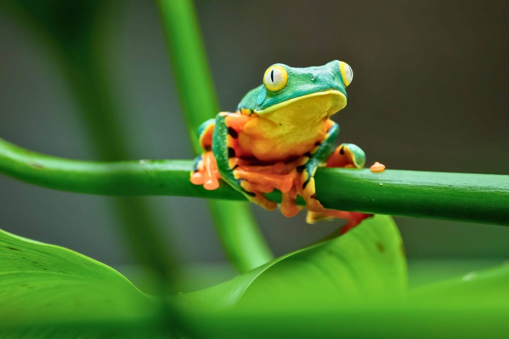 Nahaufnahme eines bunten Frosches auf einem grünen Pflanzenstängel.