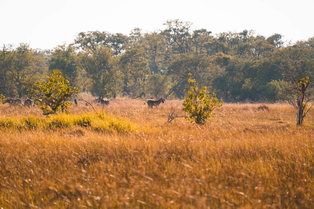Gruppe gestreifter Huftiere zieht durch goldenes Gras in weitem Savannenpanorama bei Abendlicht.