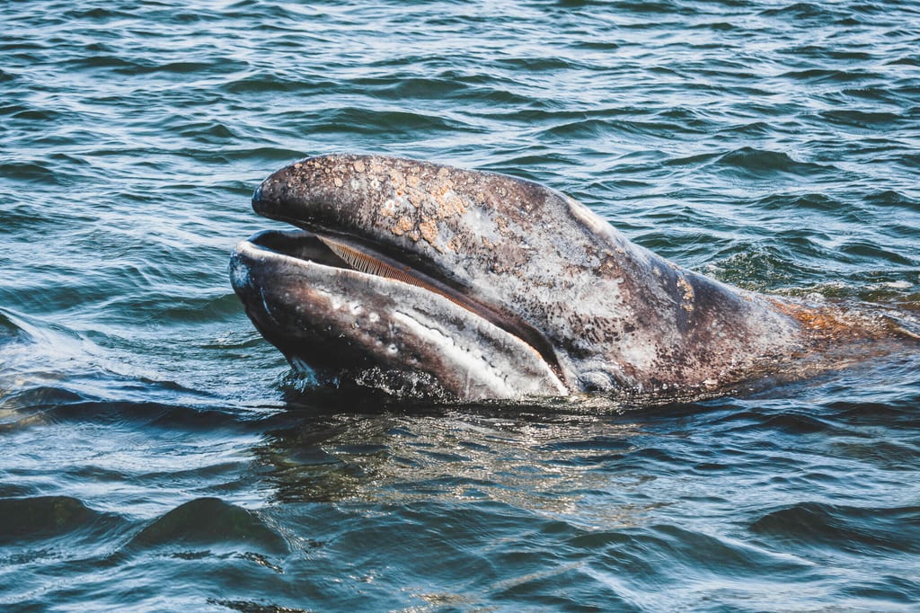 Nahaufnahme eines Grauwals mit geöffnetem Maul an der Wasseroberfläche.