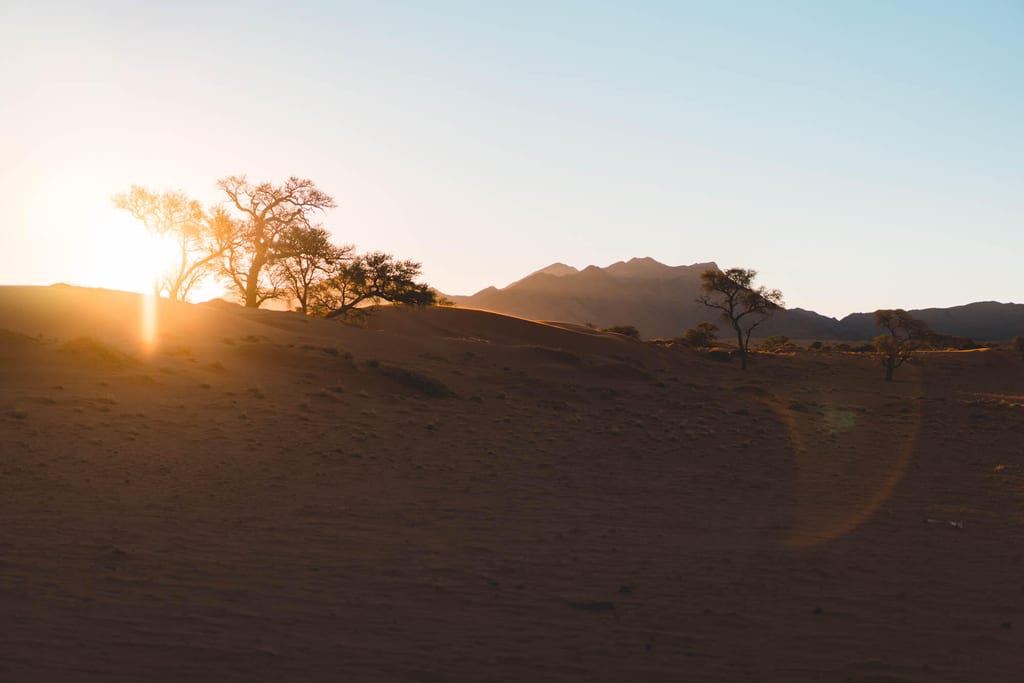 Sanddünen mit einzelnen Bäumen und tief stehender Sonne vor Bergen, ruhige Abendstimmung