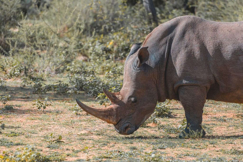 Breitmaulnashorn grast mit gesenktem Kopf auf trockener Savanne, Seitenperspektive.
