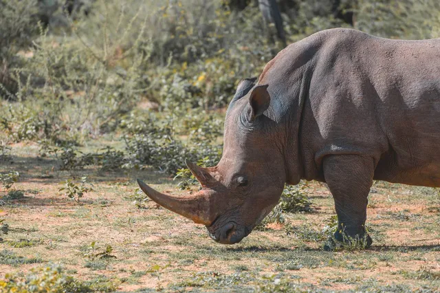 Breitmaulnashorn grast mit gesenktem Kopf auf trockener Savanne, Seitenperspektive.
