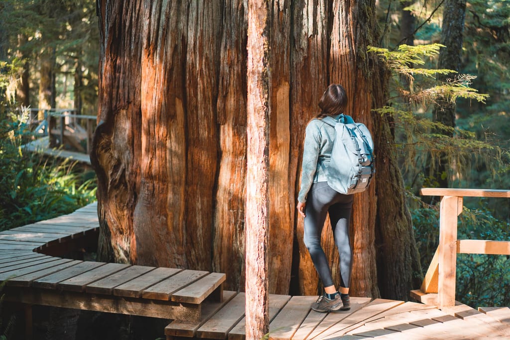 Riesige Bäume auf Vancouver Island