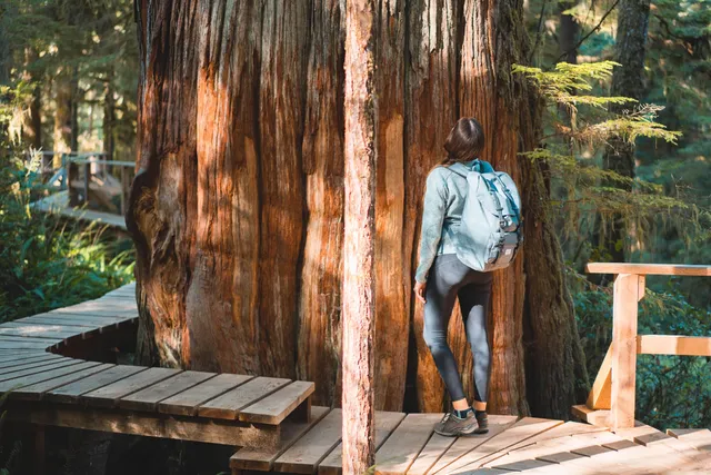 Riesige Bäume auf Vancouver Island