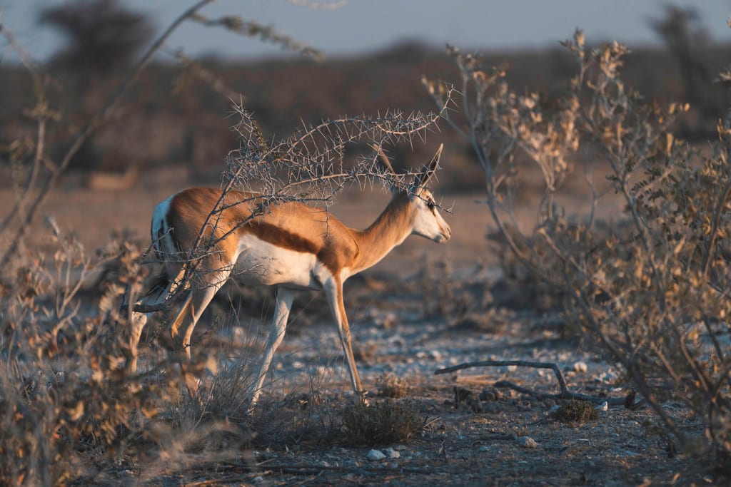 Seitlich sichtbare Antilope zwischen Dornbüschern in trockener Landschaft bei warmem Seitenlicht.