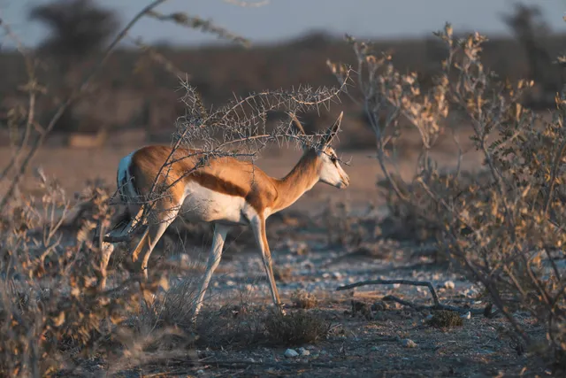 Seitlich sichtbare Antilope zwischen Dornbüschern in trockener Landschaft bei warmem Seitenlicht.