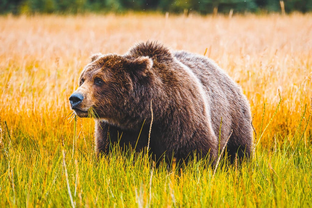 Seitenaufnahme eines Bären, der im goldenen Gras grast.