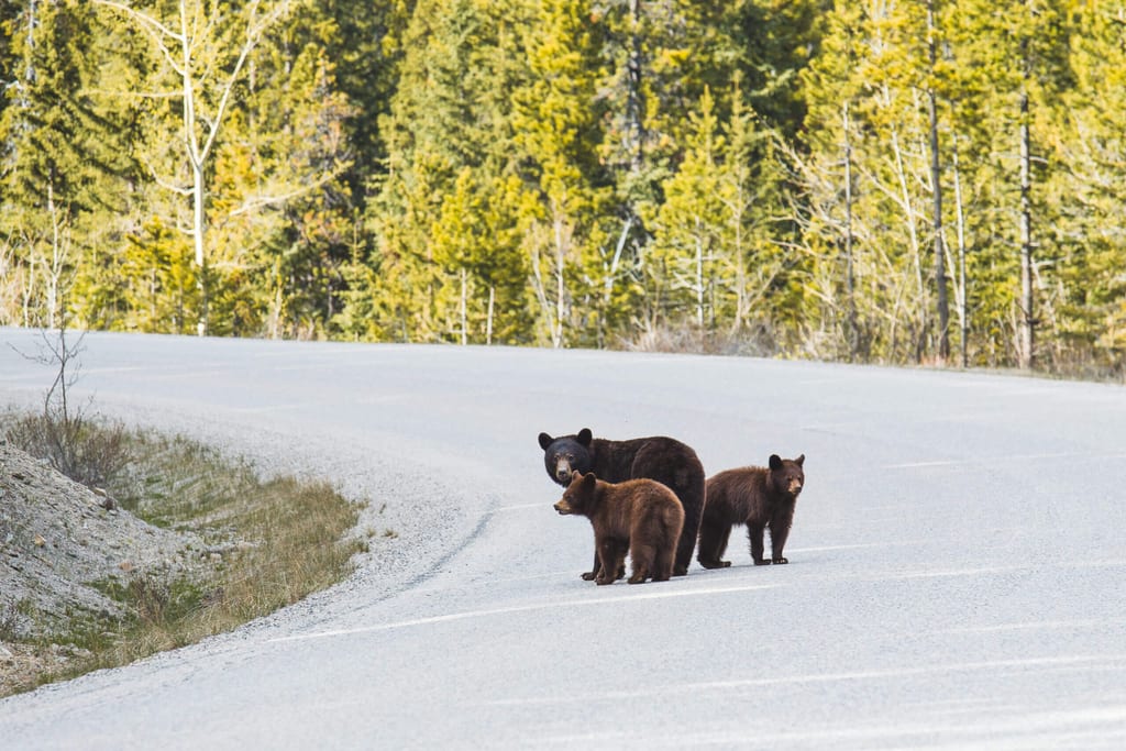 Bären Familie auf einer Straße in Kanada