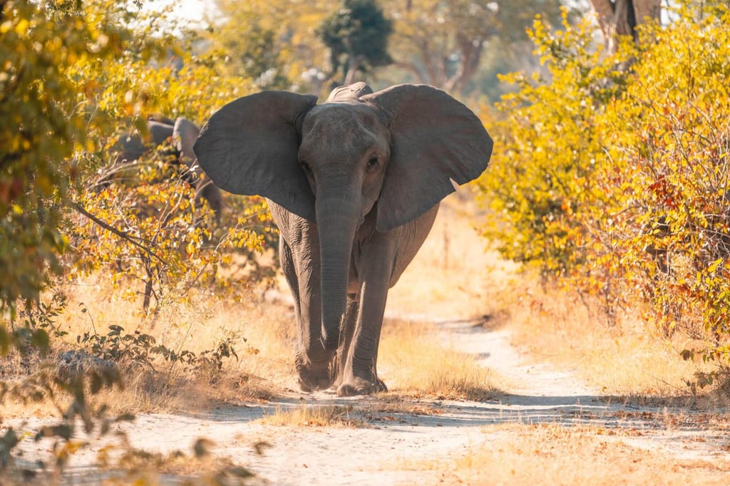 Elefant im Nationalpark Namibia