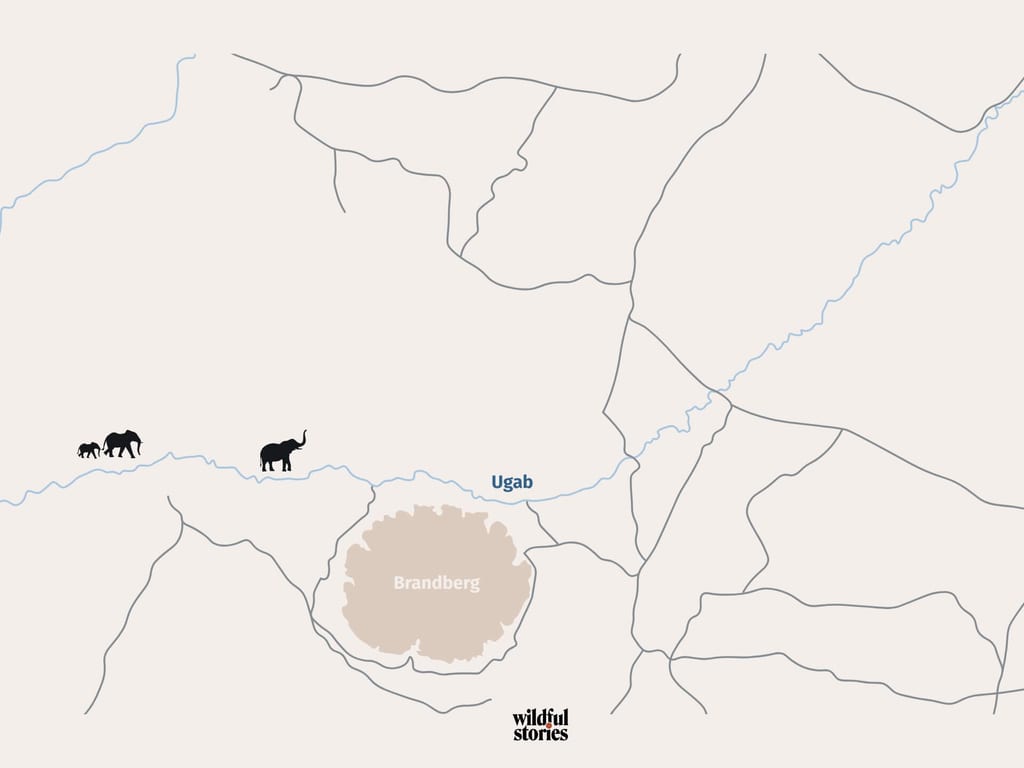 Wüstenelefanten am Brandberg in Namibia