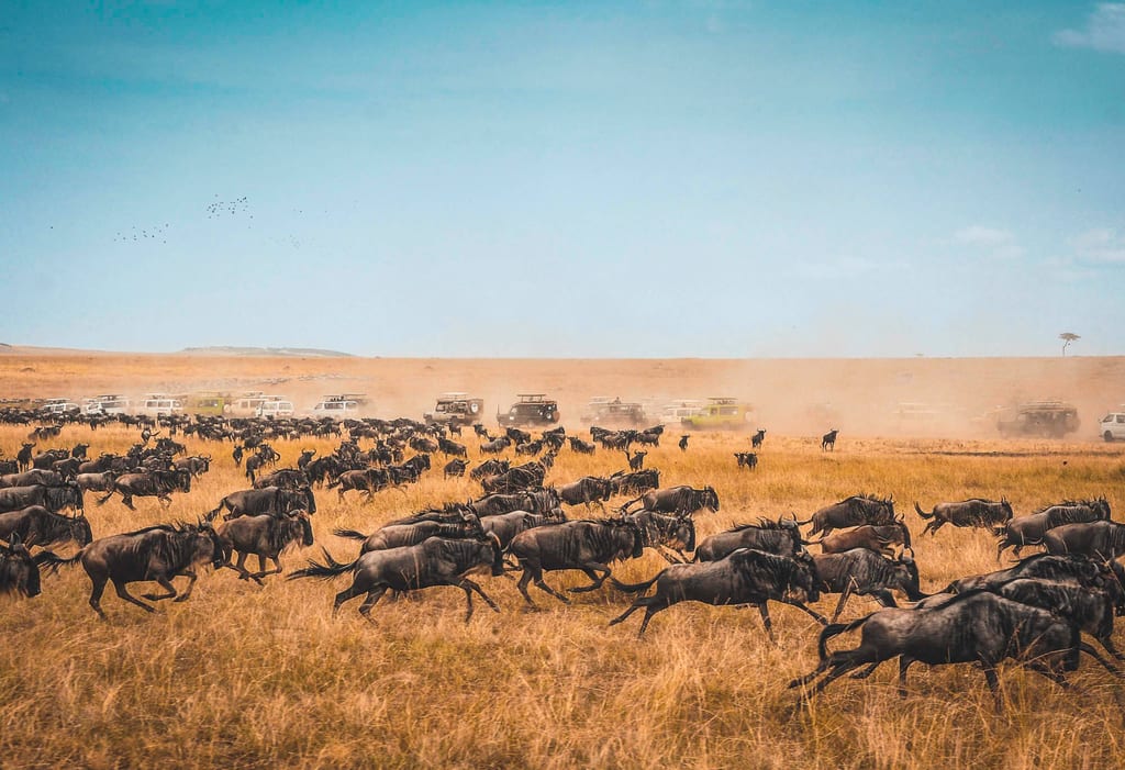 Gnus in der Serengeti