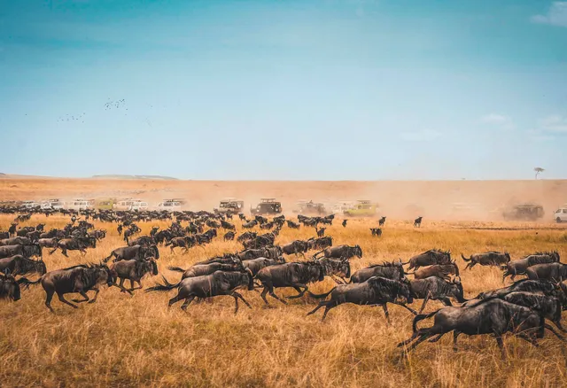 Gnus in der Serengeti