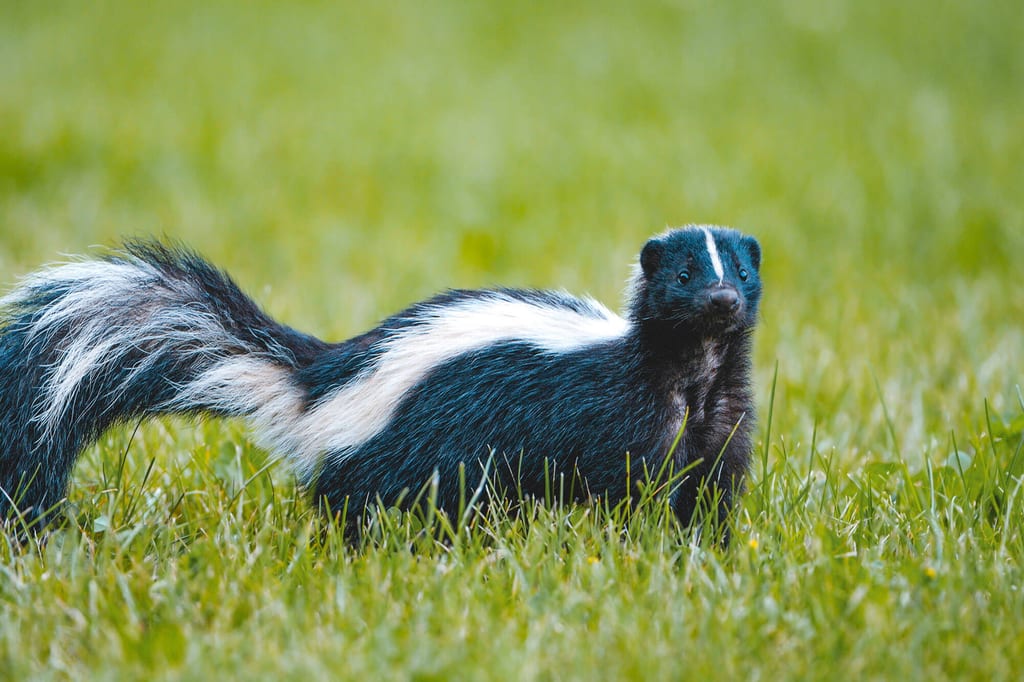 Streifenskunk in kurzem Gras blickt aufmerksam zur Kamera bei diffusem Tageslicht.