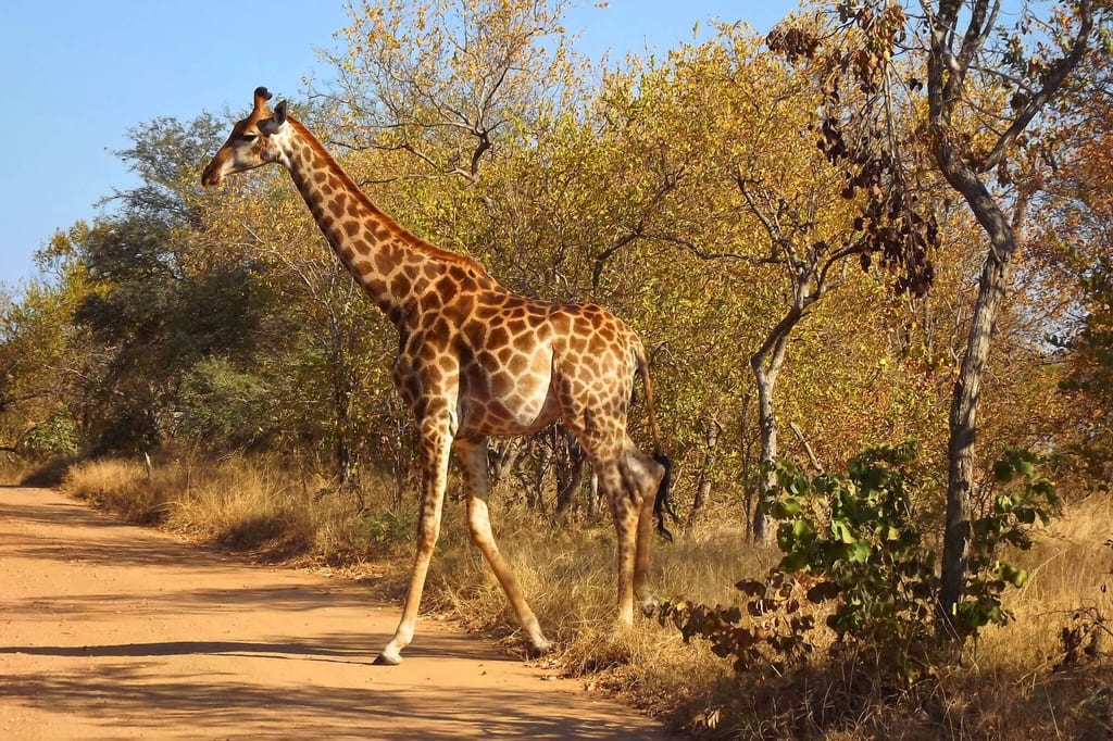 Seitliche Aufnahme einer Giraffe, die auf einer sandigen Piste durch trockenes Buschland geht.