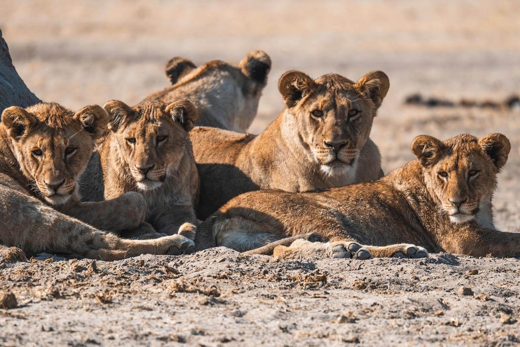 Fünf junge Großkatzen liegen dicht beieinander auf trockener sandiger Ebene im warmen Tageslicht.