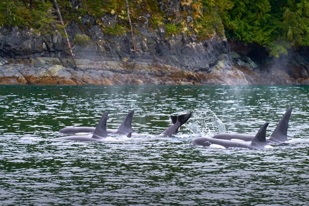 Eine Gruppe von Orcas in der Johnstone Strait