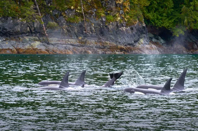 Eine Gruppe von Orcas in der Johnstone Strait