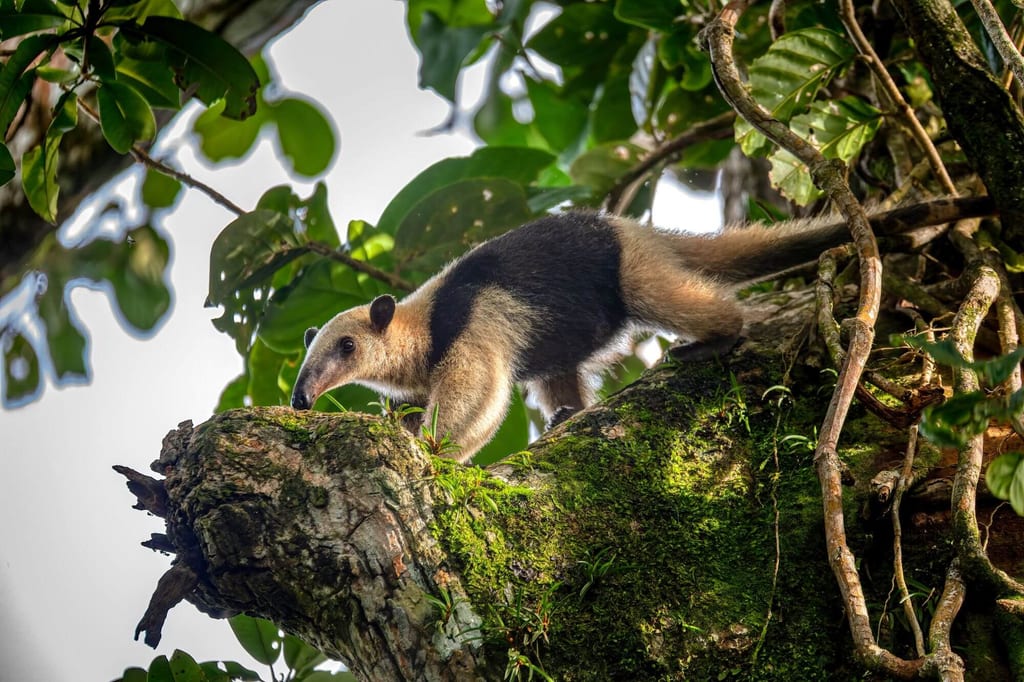 Nördlicher Tamandua auf moosbedecktem Baumast im Regenwald, seitliche Aufnahme von unten
