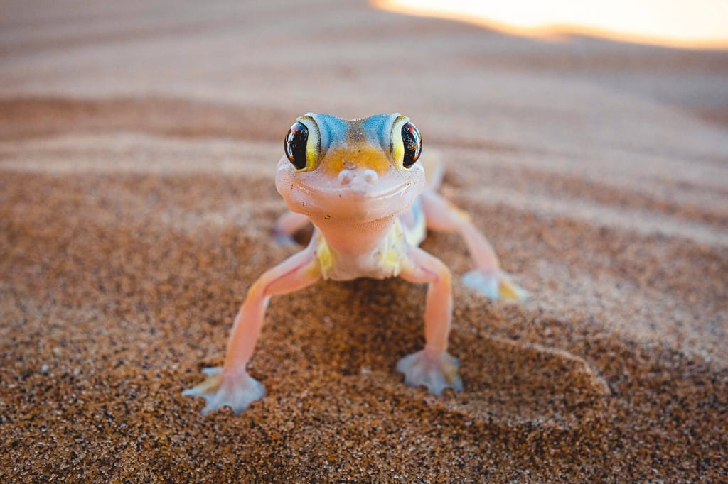 Nahaufnahme eines einzelnen Froschs auf Sand in warmem Morgen- oder Abendlicht, frontale Perspektive.