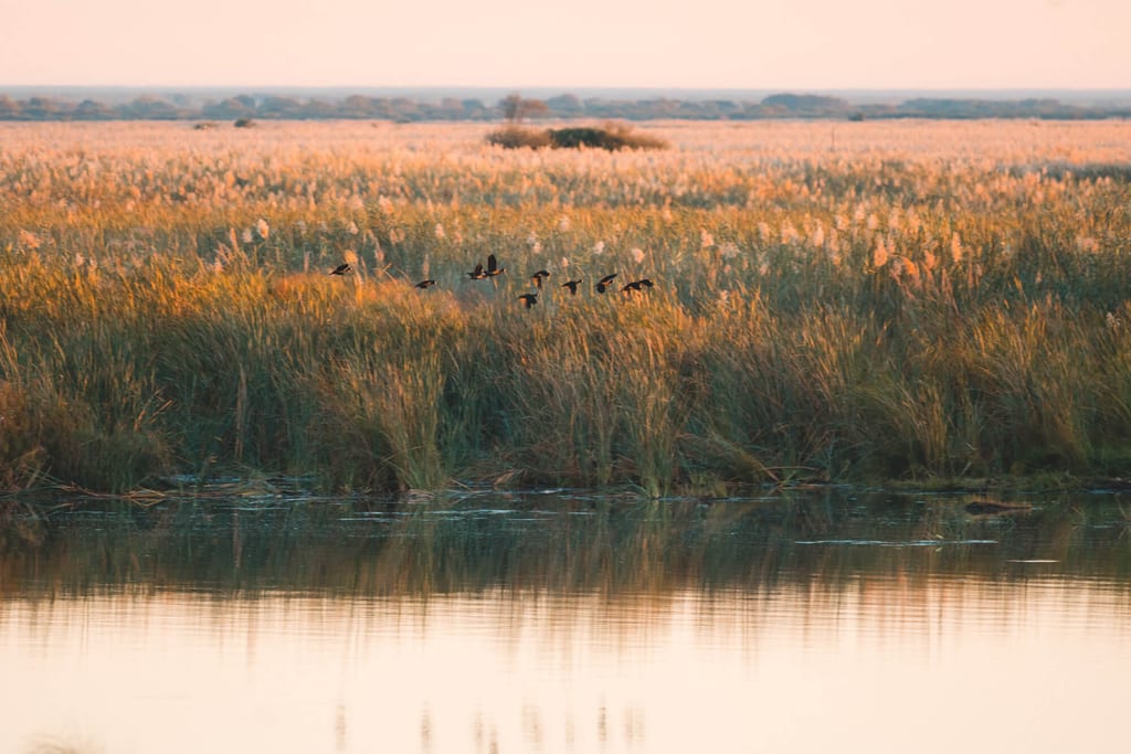Kleine Gruppe Vögel über Schilf und ruhigem Wasser in warmem Abendlicht, ruhige Feuchtlandschaft.
