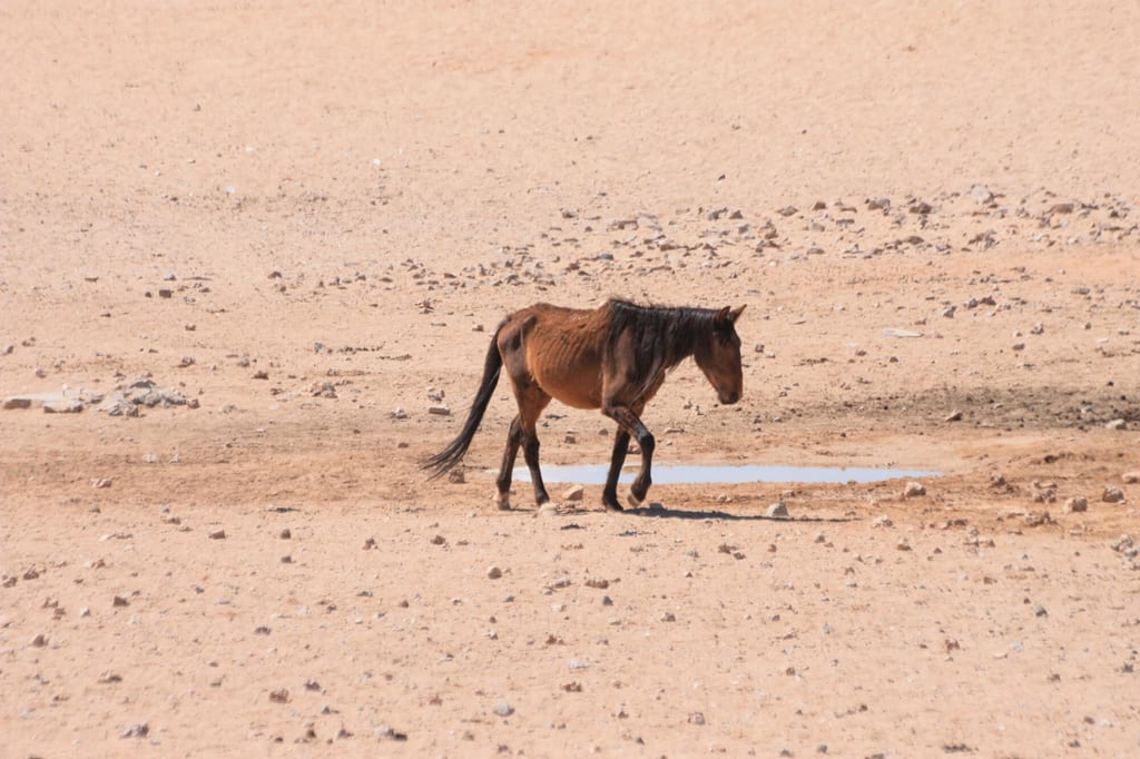 Ein Pferd läuft in einer kargen Wüstenlandschaft an einer kleinen Wasserlache vorbei.