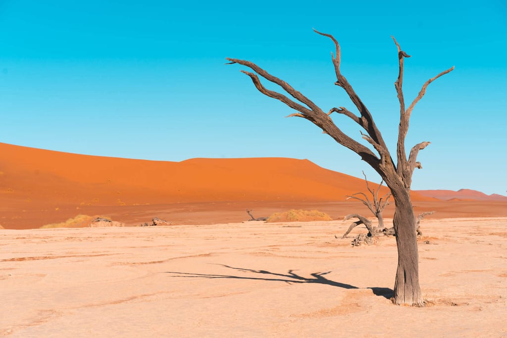 Einsamer vertrockneter Baum in heller Salzpfanne vor orangefarbenen Sanddünen und klarem blauem Himmel.