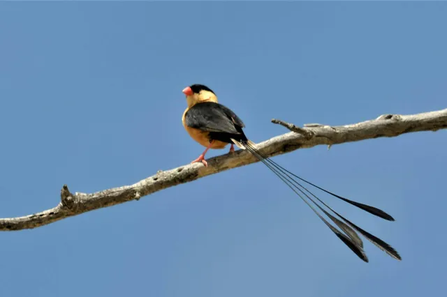 Königswitwe mit langen Schwanzstreamern auf kahlem Ast vor klarem blauem Himmel
