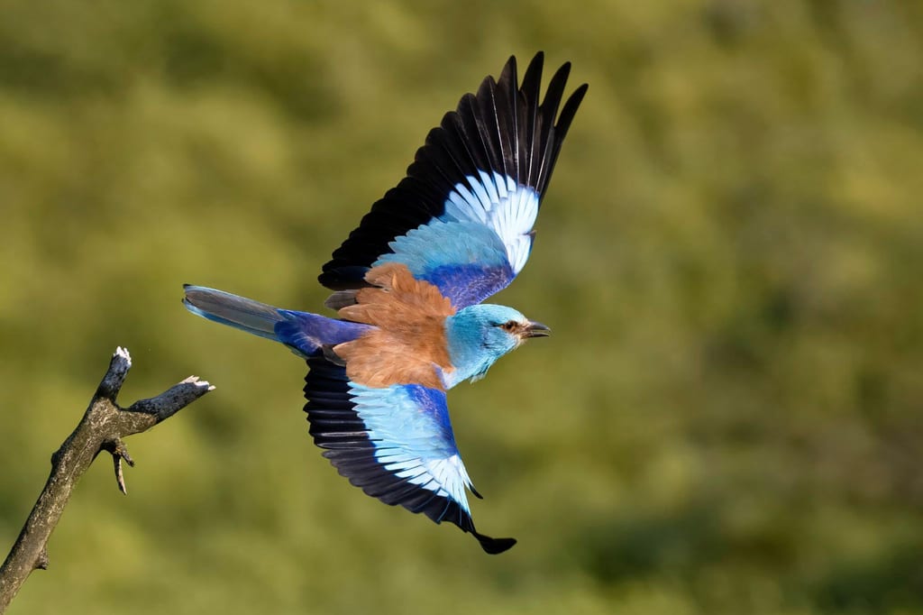 Blauracke im Flug seitlich, leuchtend blaues Gefieder, verlässt kahlen Ast