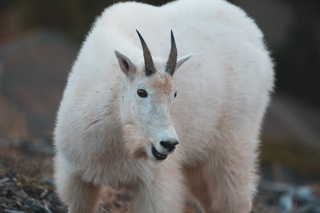 Schneeziege in den Rocky Mountains