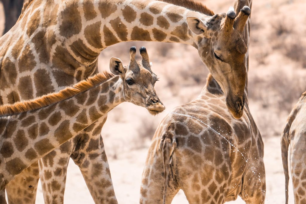 Nahaufnahme mehrerer Giraffen mit Jungtier, Mittagslicht und sichtbaren Spritzern am Fell.