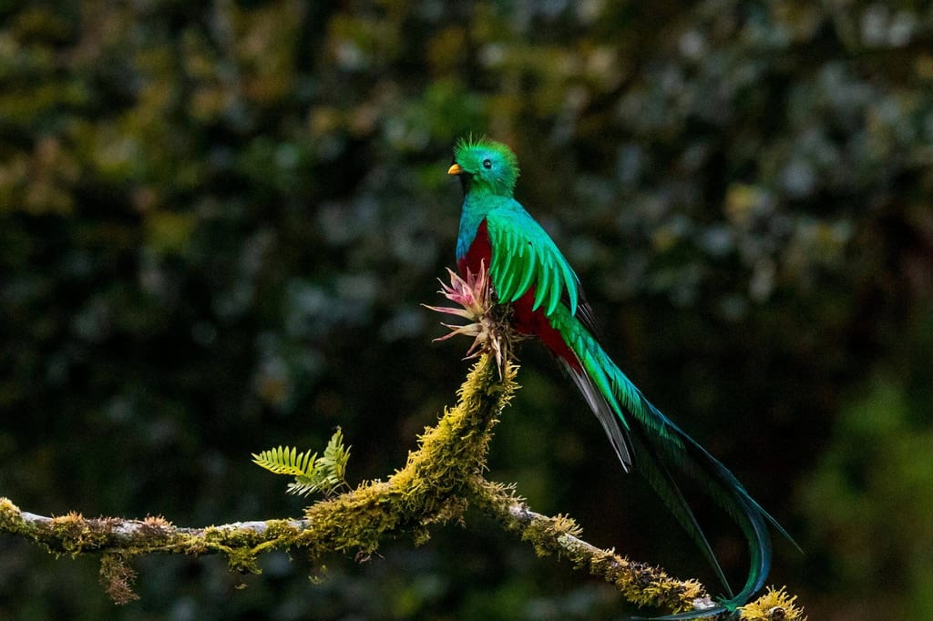Quetzal auf moosigem Ast im Regenwald, grünes Gefieder und langer Schweif