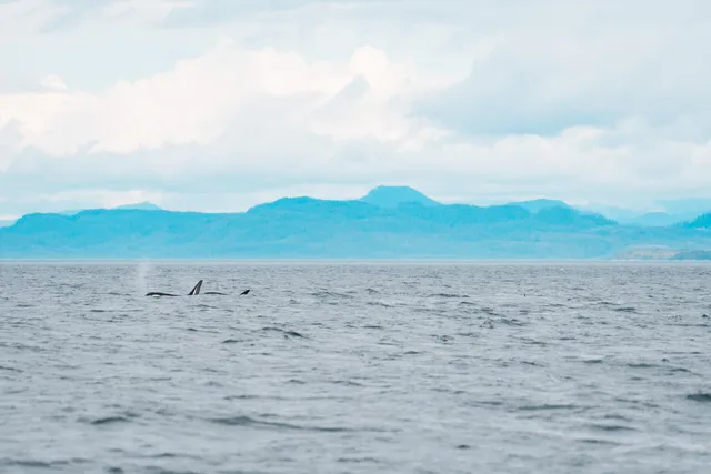 Mit Orcas kajaken vor Vancouver Island
