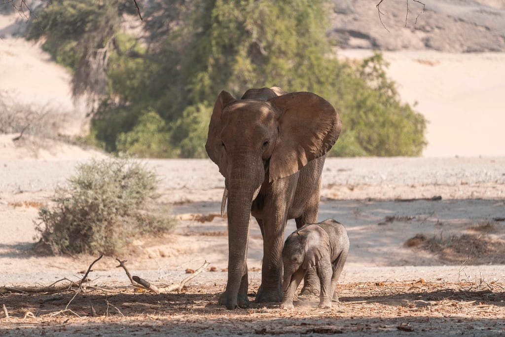 Wüstenelefanten als Teil der Big Five in Namibia