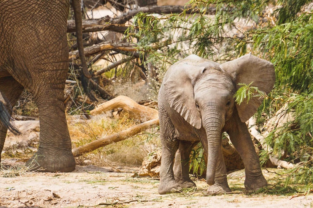 Junges Elefantenkalb steht neben dem Bein eines erwachsenen Elefanten in trockenem Buschland.